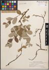 Foto von Salix caprea L. x Salix lapponum L.
